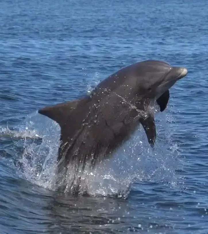 Dolphin leaping out of blue ocean water, splashing as it jumps.