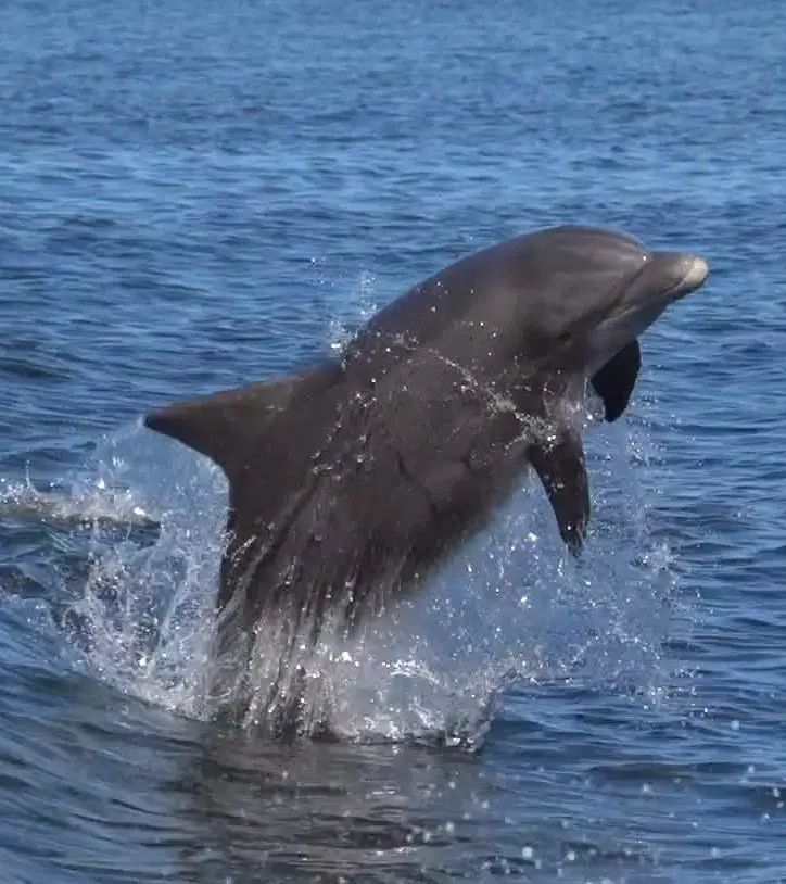 Dolphin leaps from the ocean, surrounded by splashing water. The animal is gray, with a dark fin, against a backdrop of blue water.