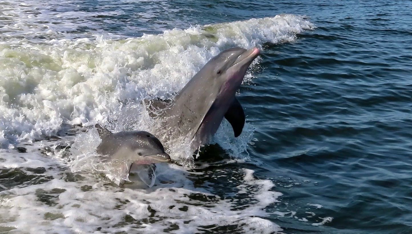 A dolphin is jumping out of the water near a boat