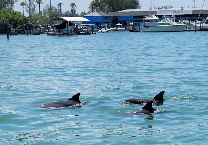 Dolphins swimming in blue water near a marina  in Sarasota with buildings and boats.
