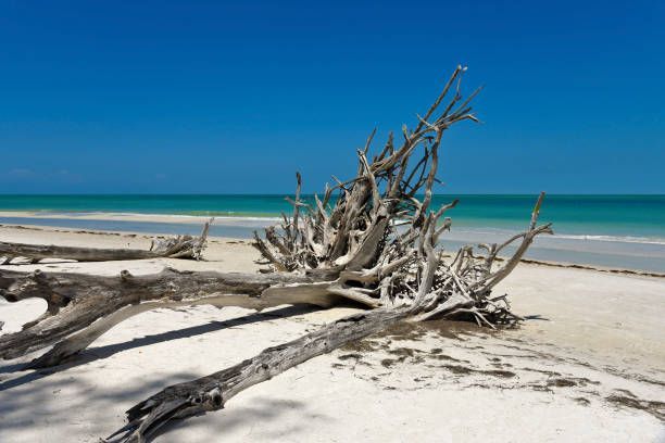 a tree branch washed on a beach