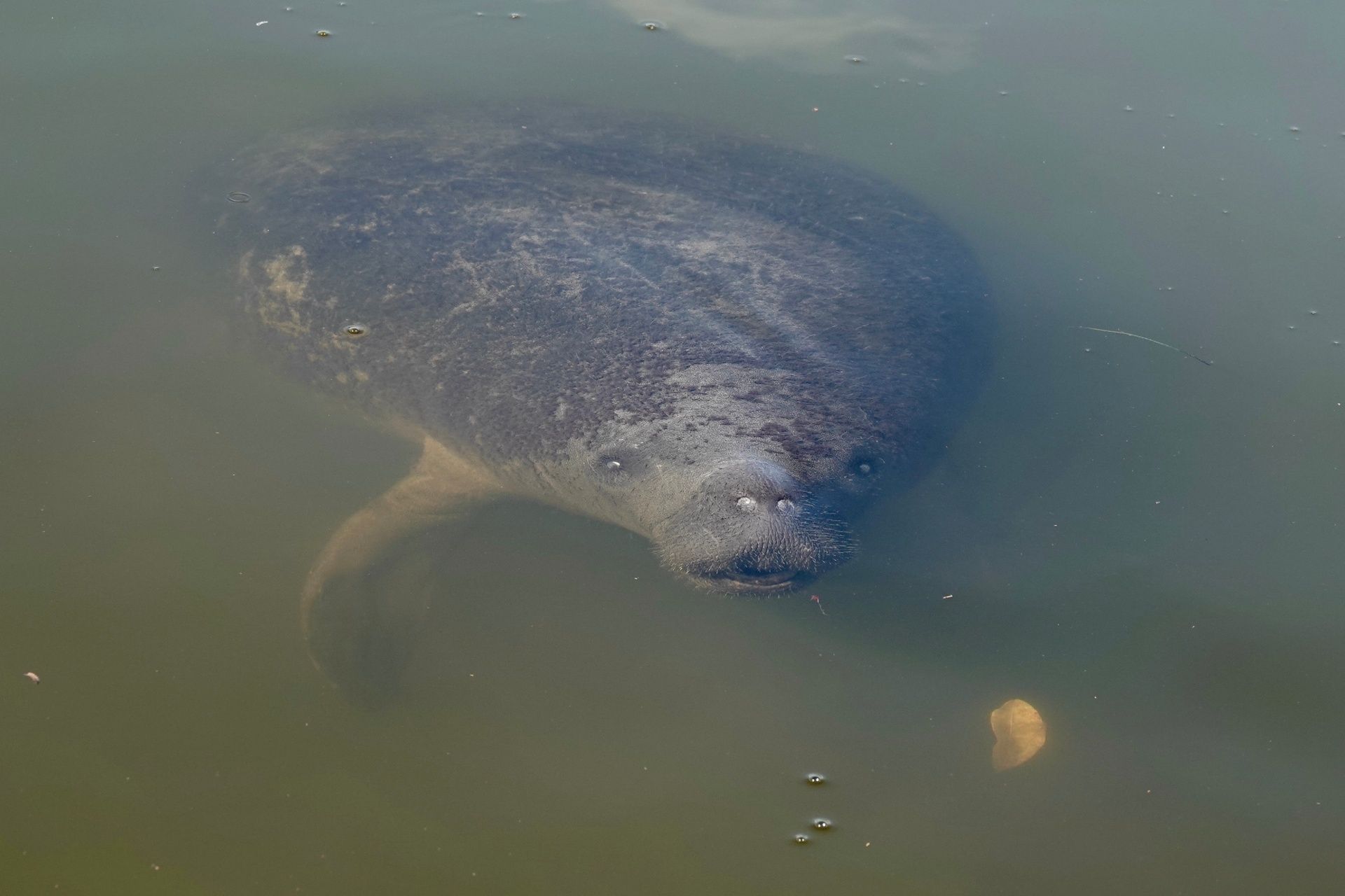 A manatee is swimming in a body of water.