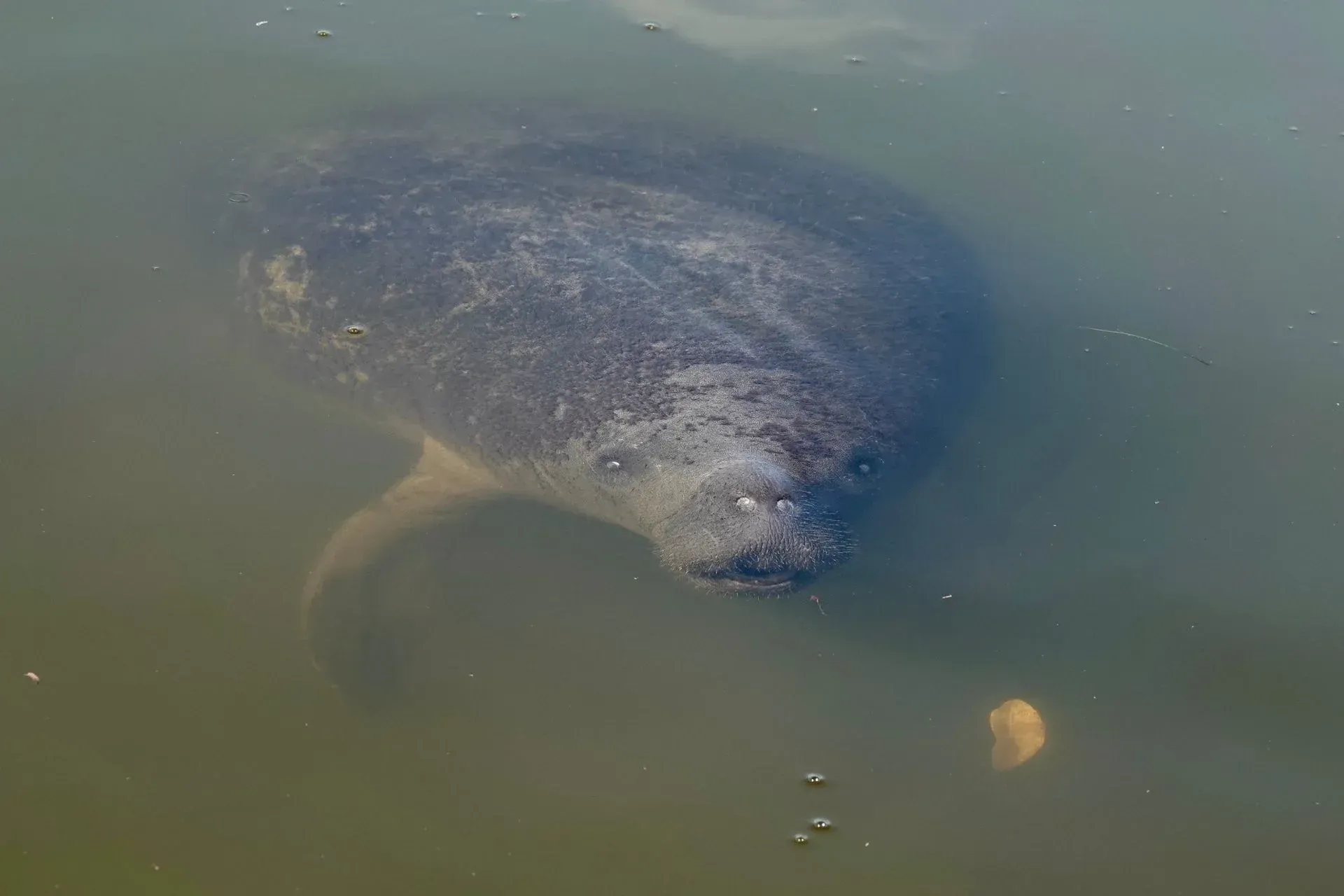 Manatee surfacing in murky green water, with a small object floating nearby