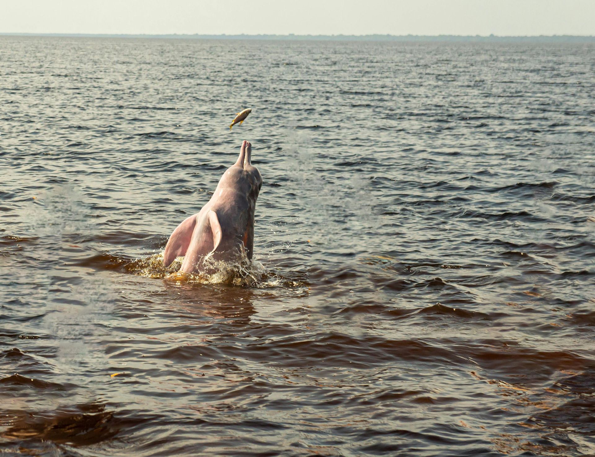 A Dolphin catching fish