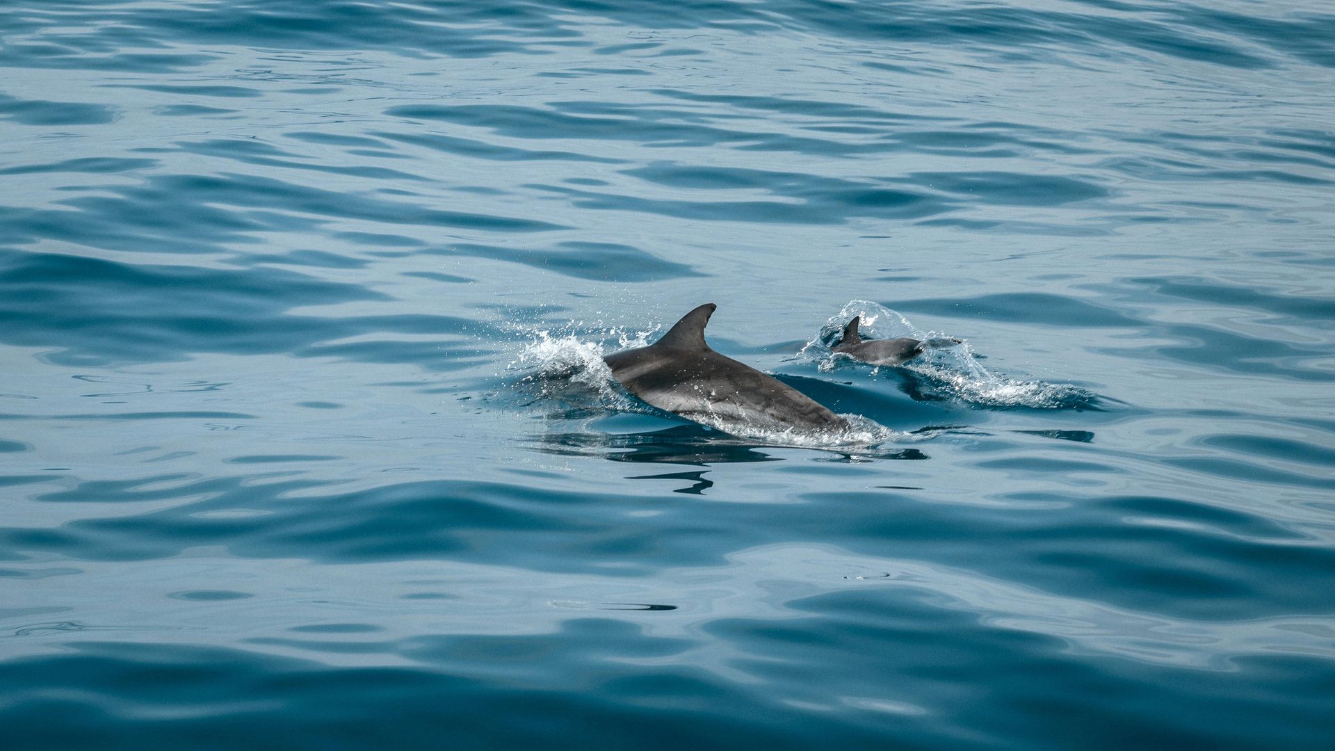 2 dolphins in the water