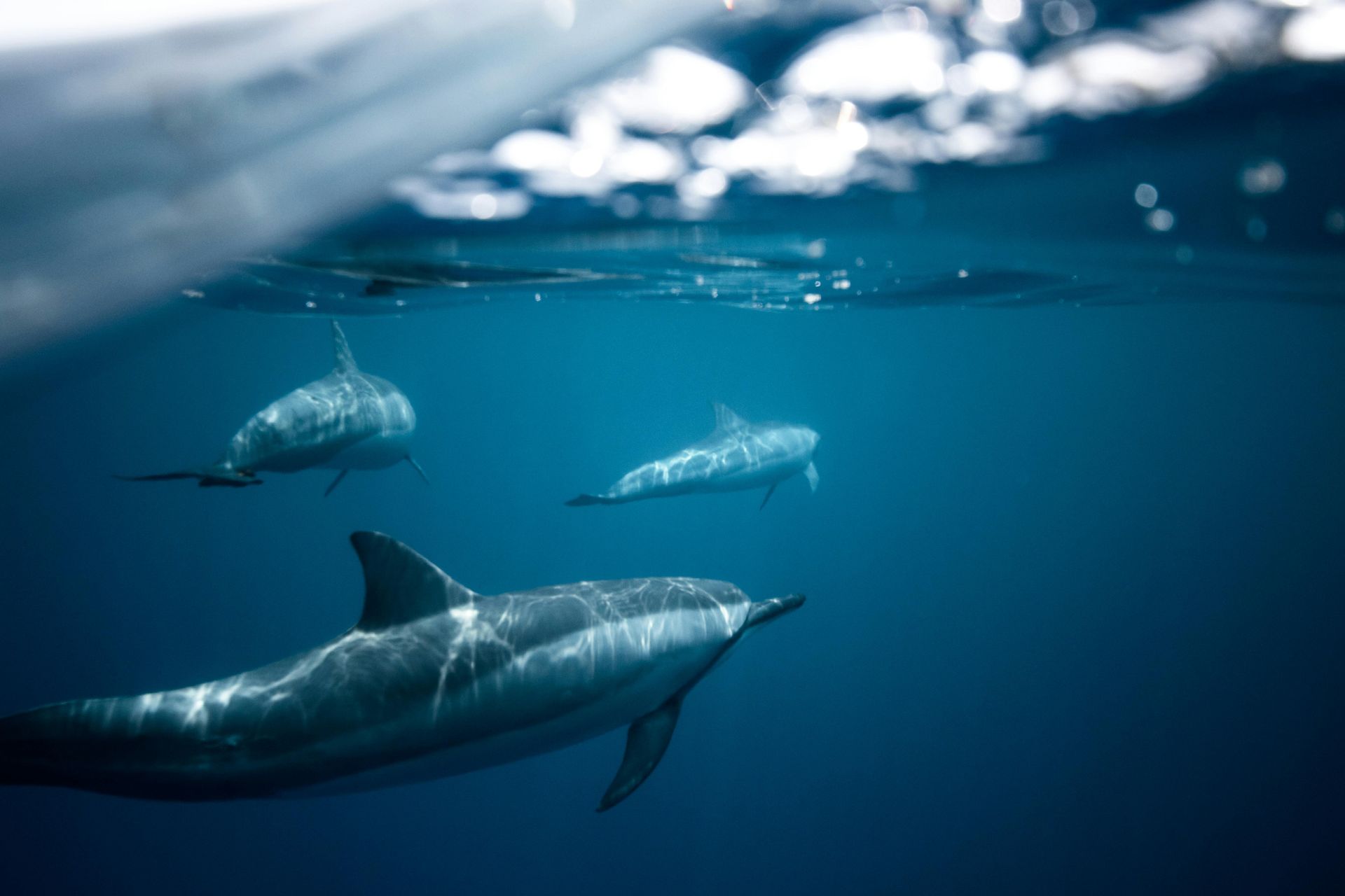 3 dolphins in the water