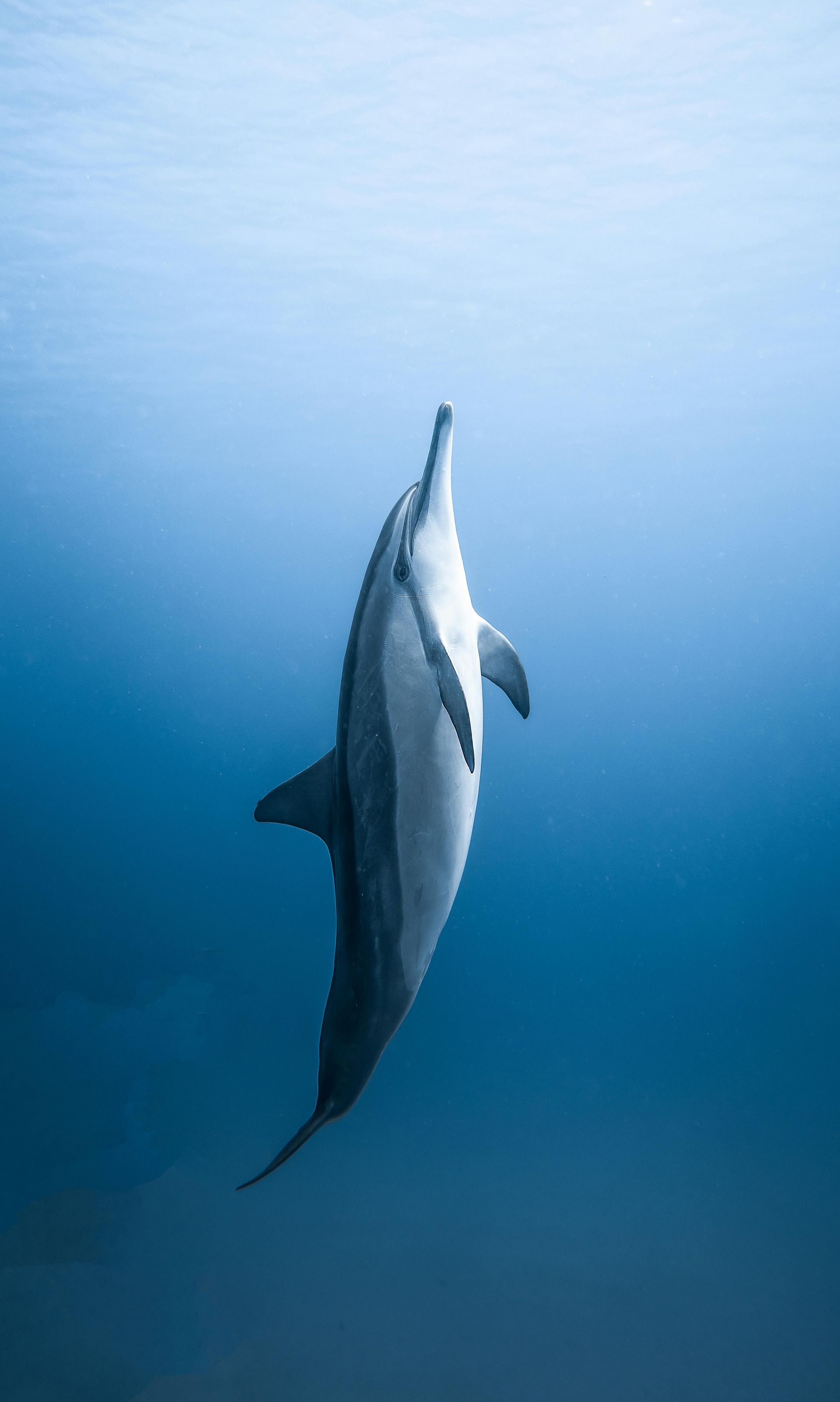 dolphin swimming to the top of the water