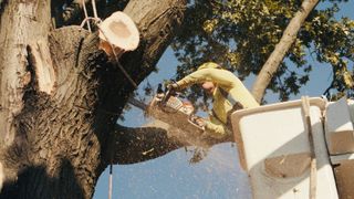 Tree Trimming Services | Four Brothers Tree Services Inc. | Bensalem, Pennsylvania