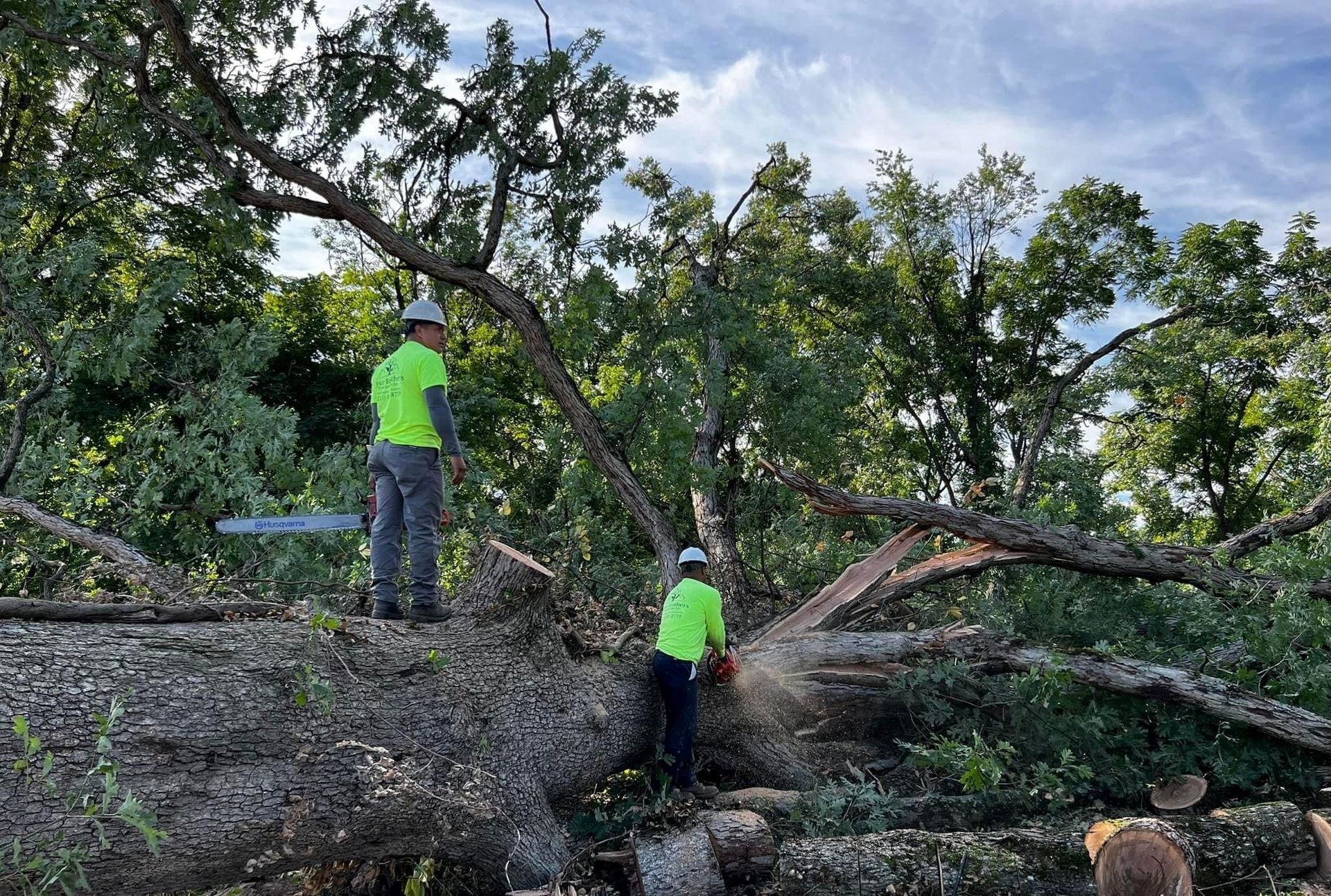 Two men are cutting down a large tree with a chainsaw.