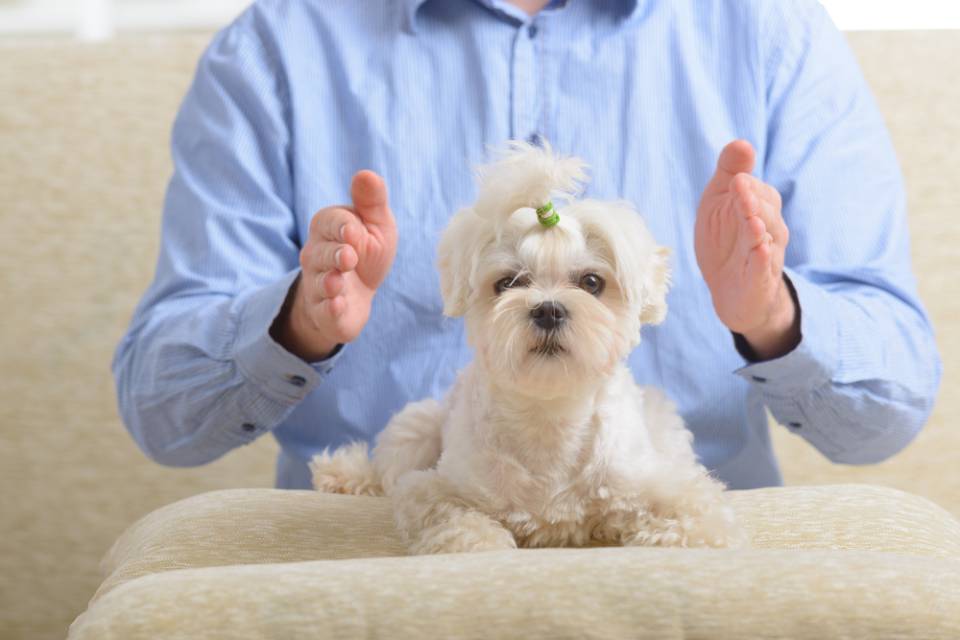 reiki session for a white dog