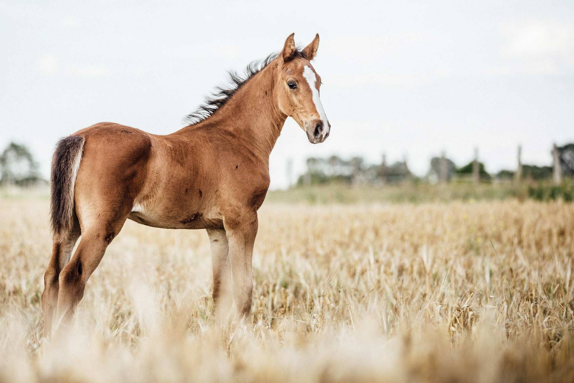 horse