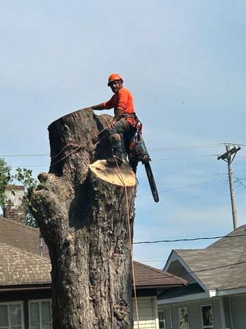 Tree worker in orange safety gear trimming a large stump beside houses