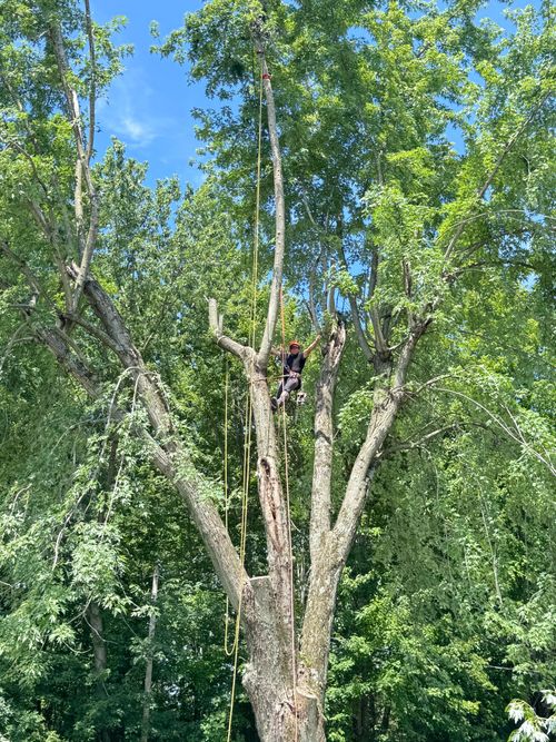 A worker in safety gear cuts a tree limb while positioned in the yellow bucket of an aerial lift.