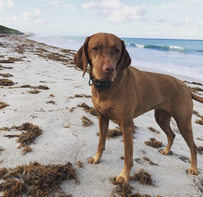Ms Mika is our other pup