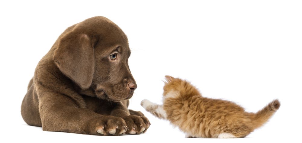 Cucciolo marrone e gattino arancione uno di fronte all'altro su sfondo bianco.