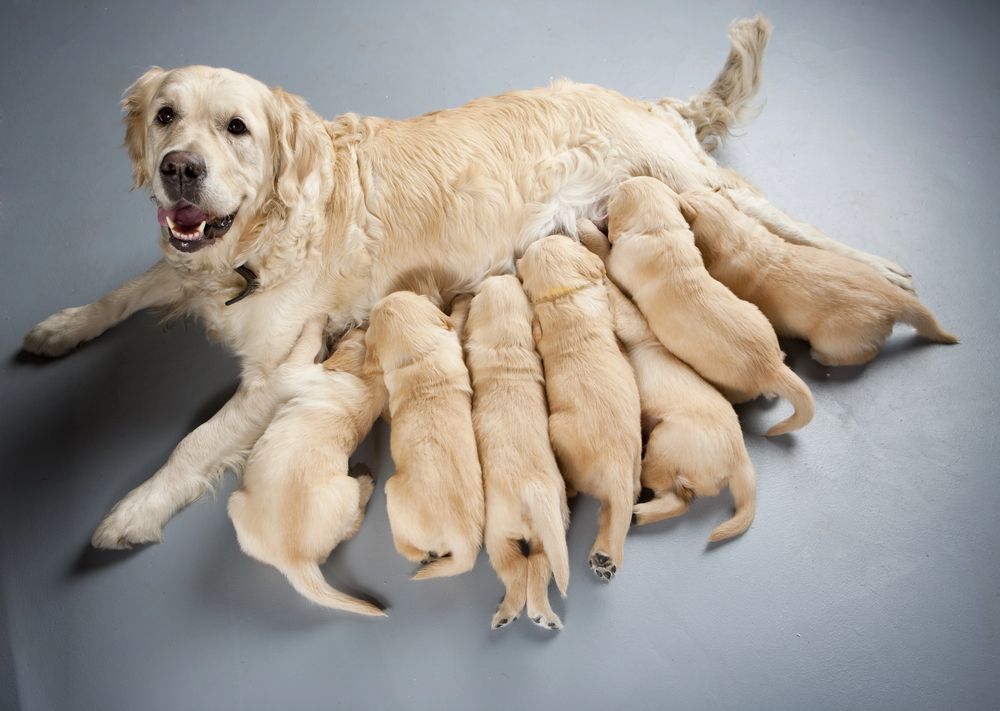 Una golden retriever allatta una cucciolata su un pavimento grigio.