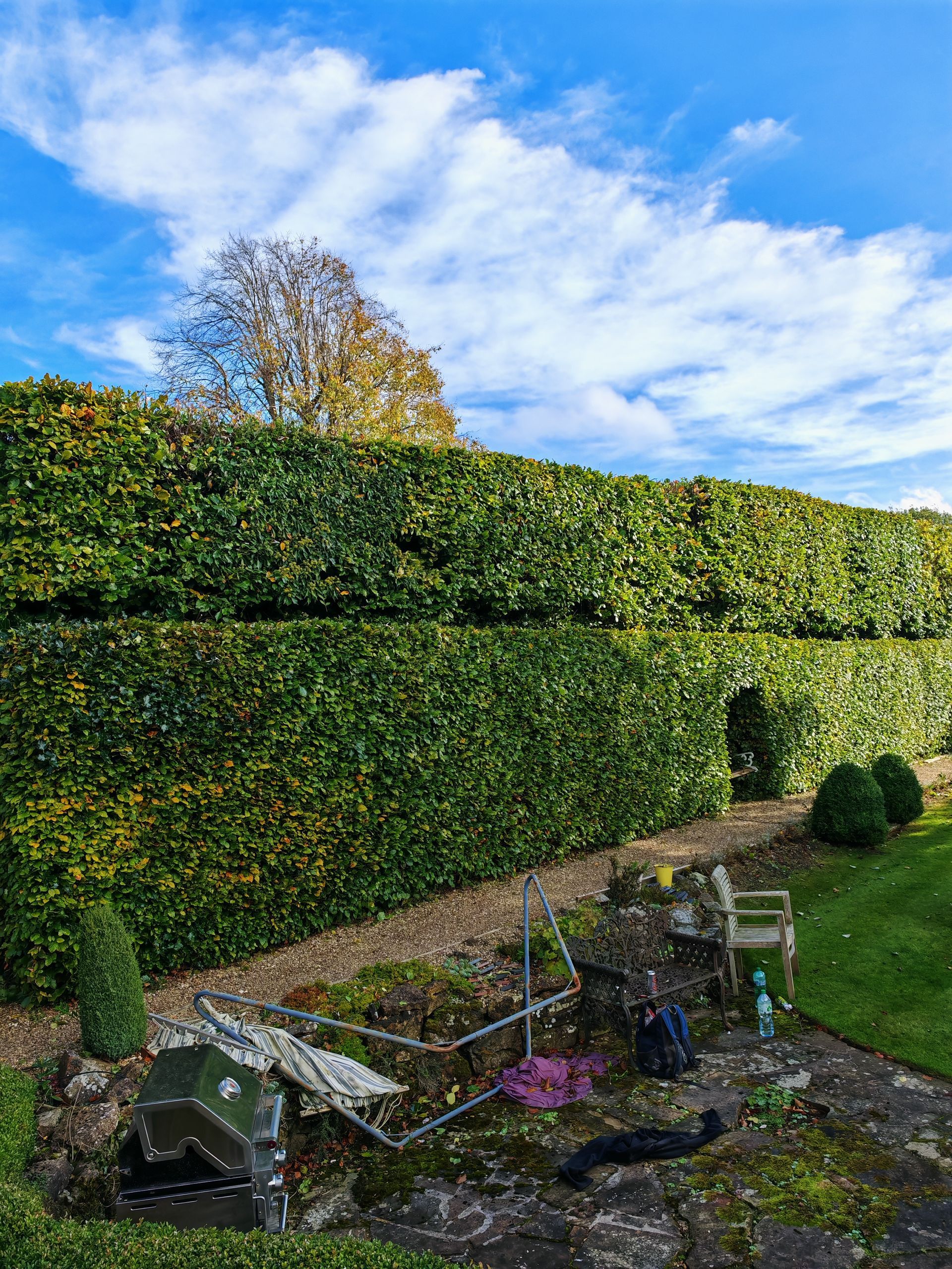 a beautiful reshaped hedge