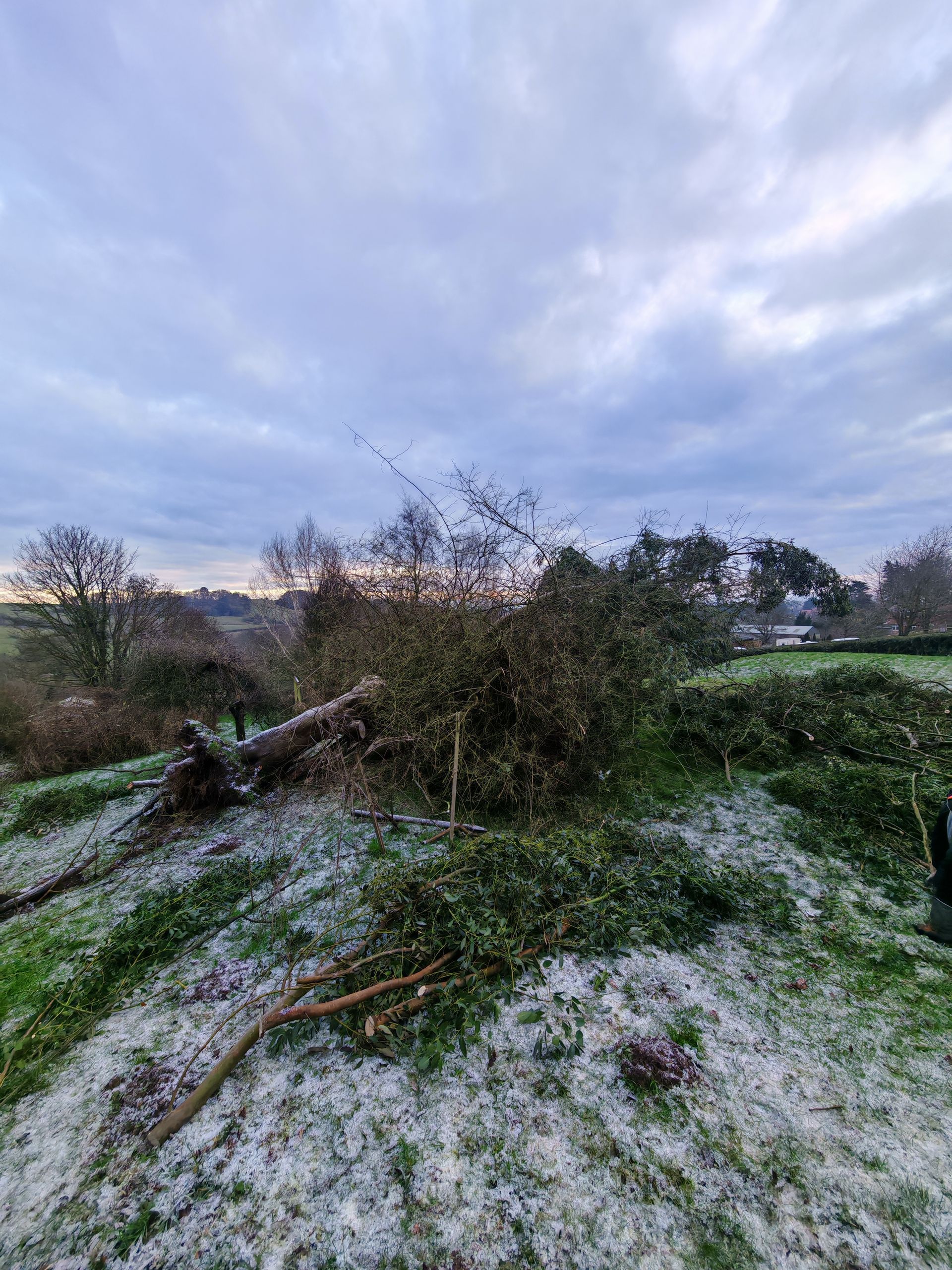 tree storm damage