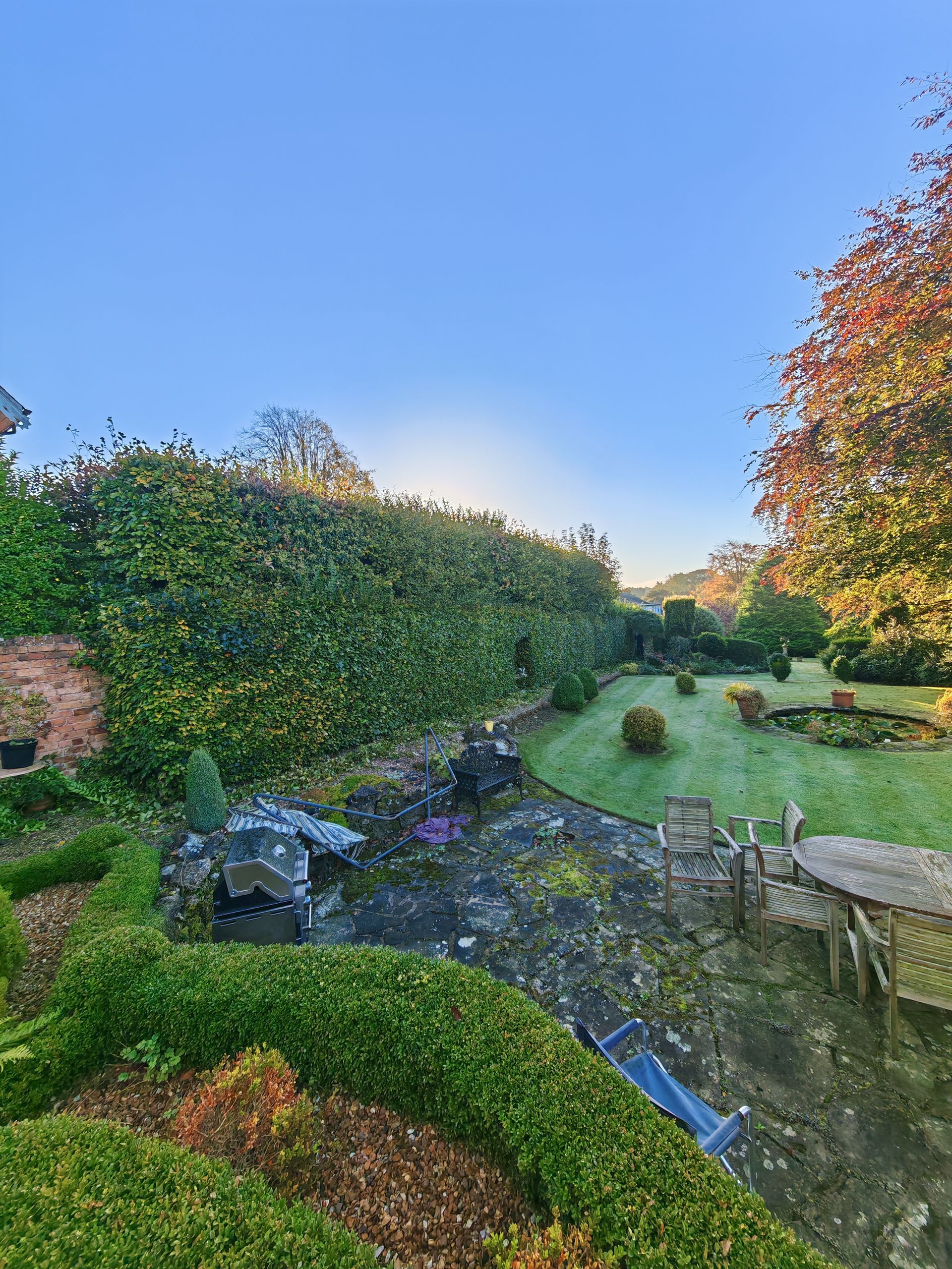 a messy hedge before reshaping