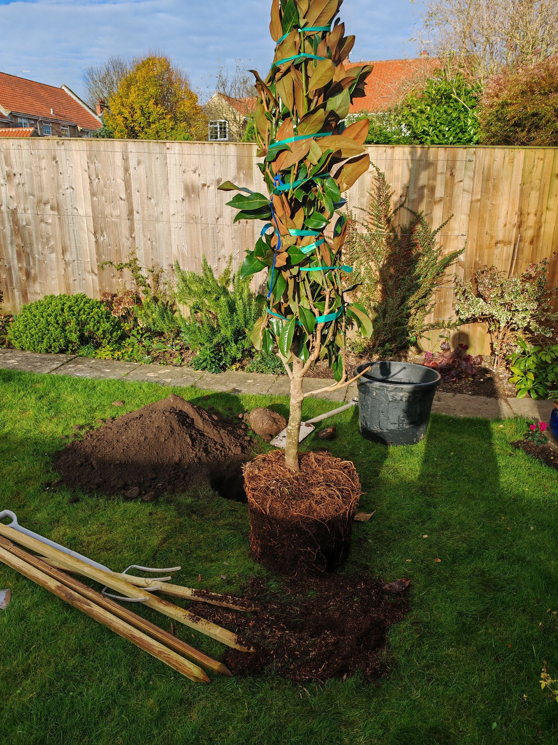 before tree planting east ayton