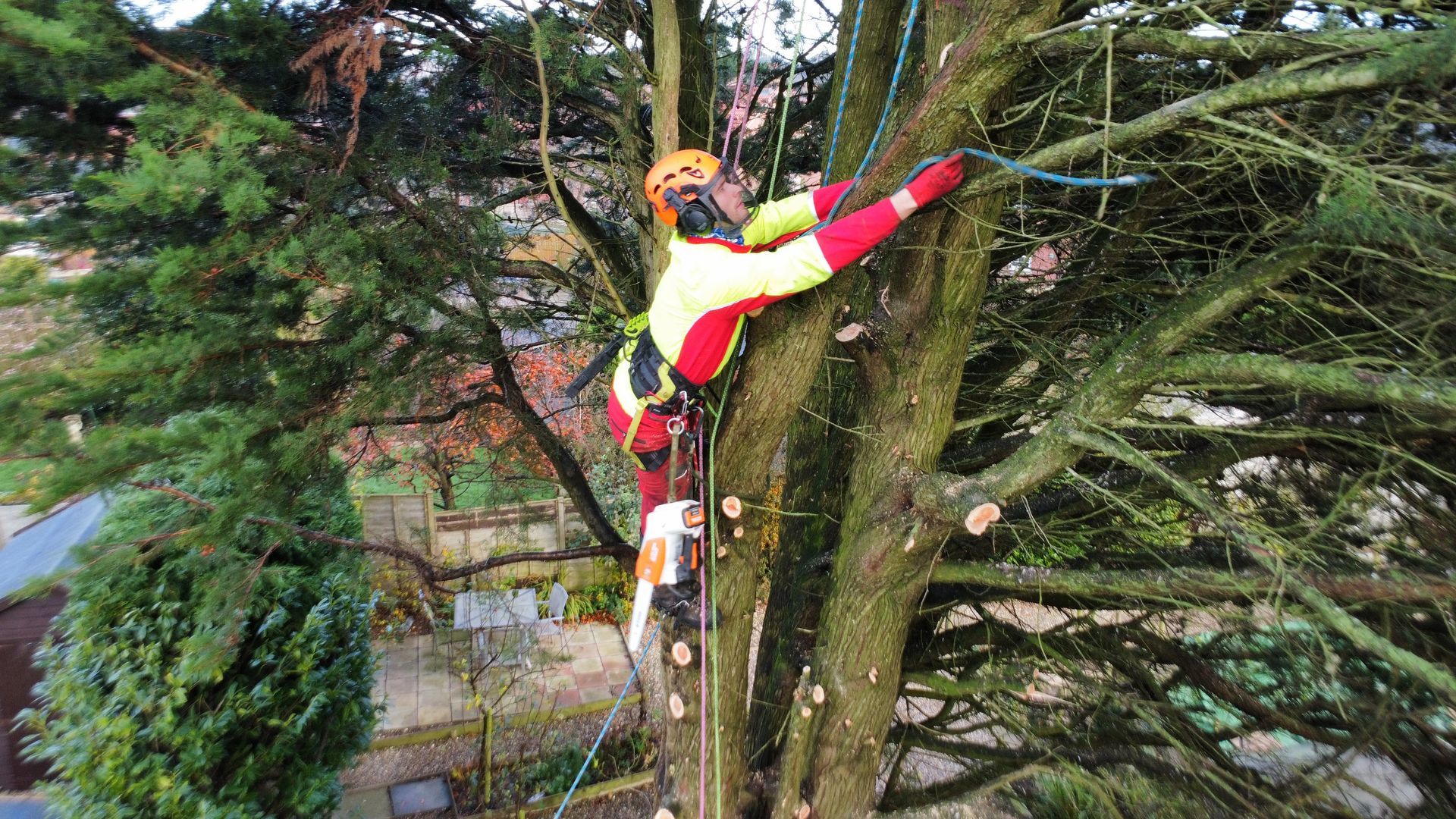 A man is climbing a tree with a chainsaw.