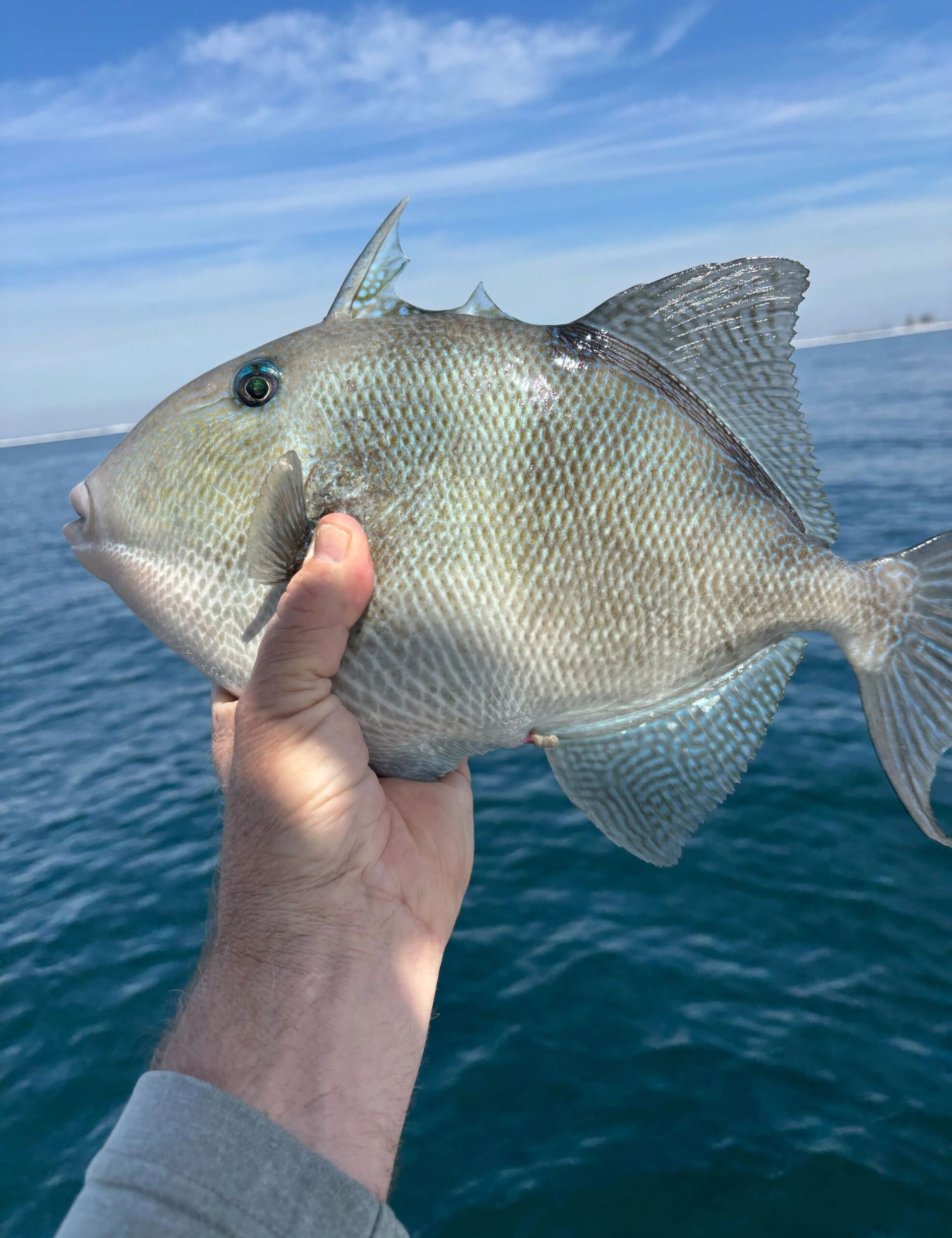 A hand holds a gray triggerfish against a backdrop of the ocean and blue sky.