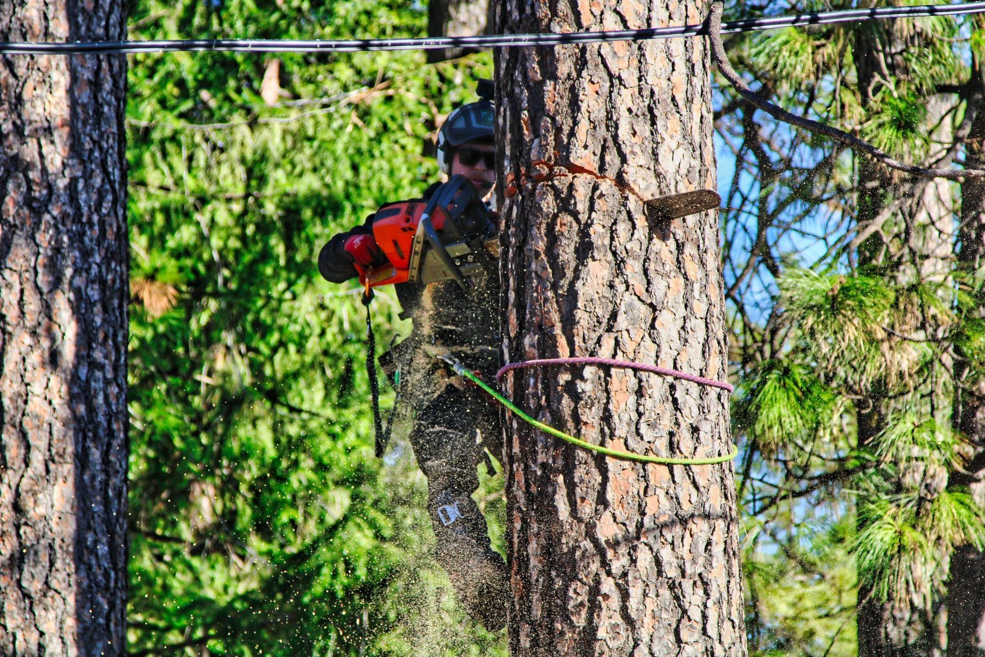 Park City Emergency Tree Removal