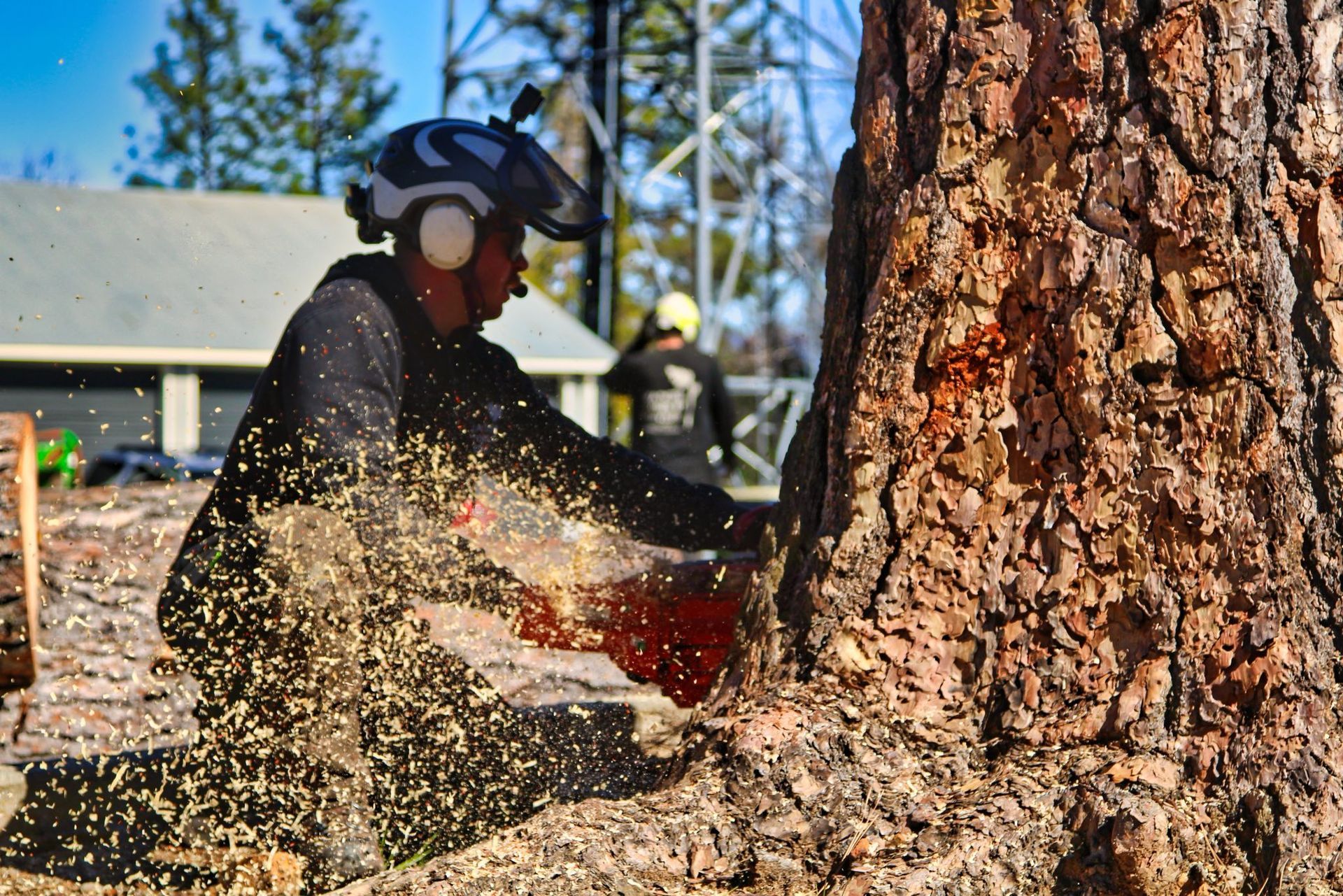 Emergency Tree Service Park City Utah
