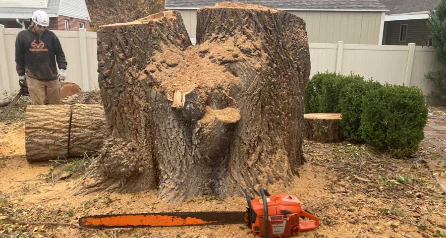 Emergency Tree Service Salt Lake Utah