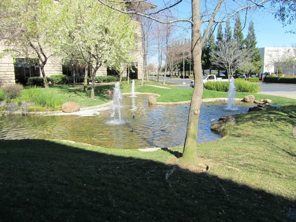 Pond with Fountain on the Middle — Carmichael, CA — Elite Ponds