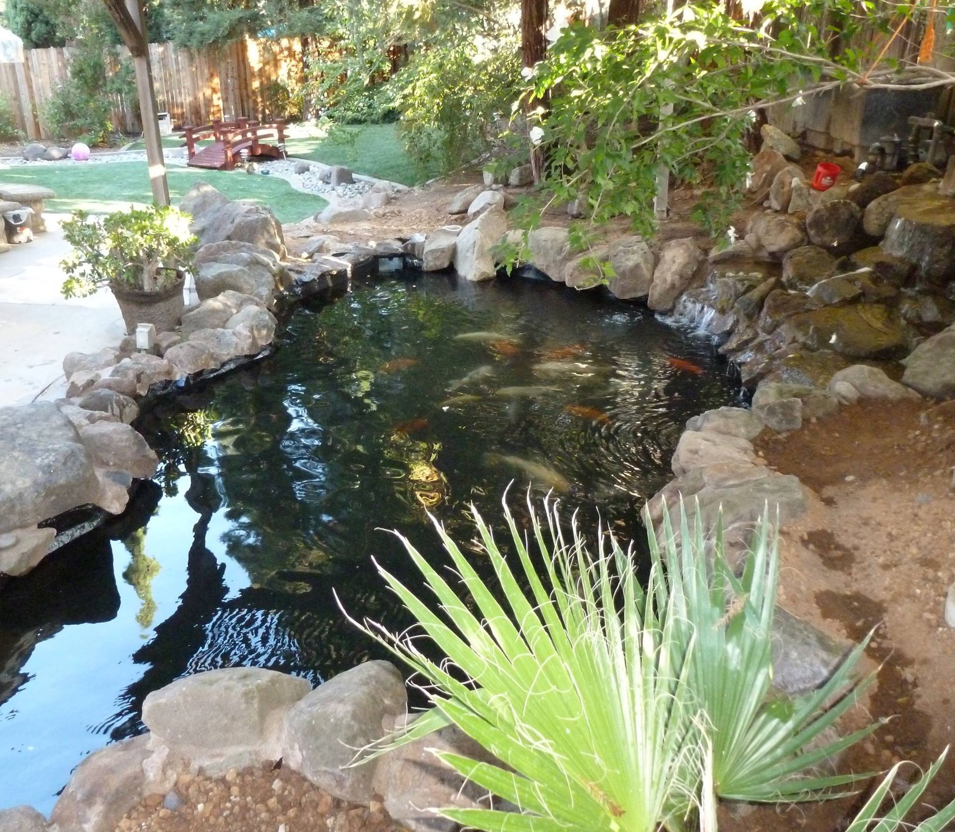 Residential Pond with Koi Fish — Carmichael, CA — Elite Ponds