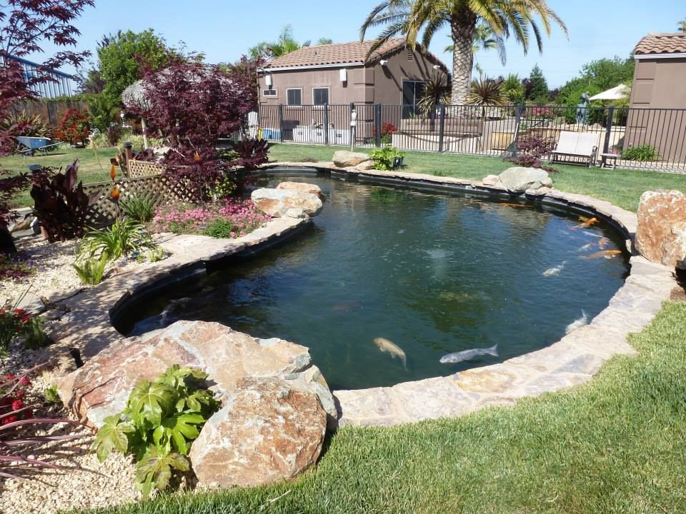 Pond with Fish — Carmichael, CA — Elite Ponds