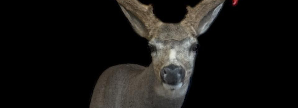 Taxidermied mule deer head with large antlers, set against a black background.