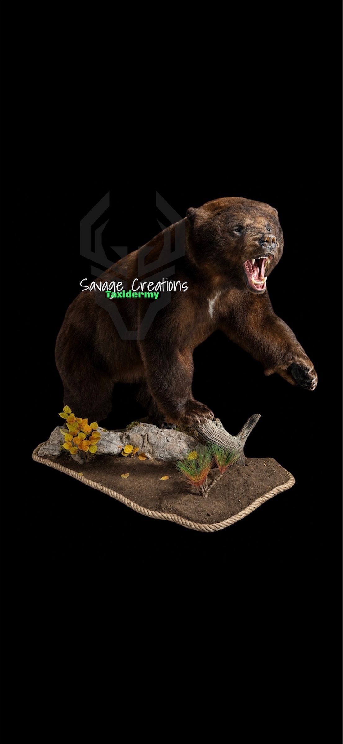 Mule deer taxidermy mount with large antlers against a black background.