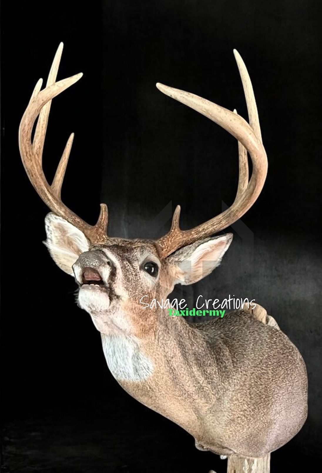 Taxidermied mule deer head with large antlers, dark fur, and black background.