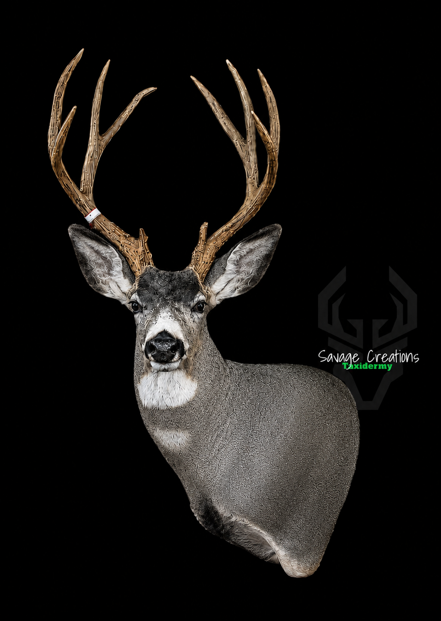 Taxidermied mule deer head with large antlers, set against a black background.