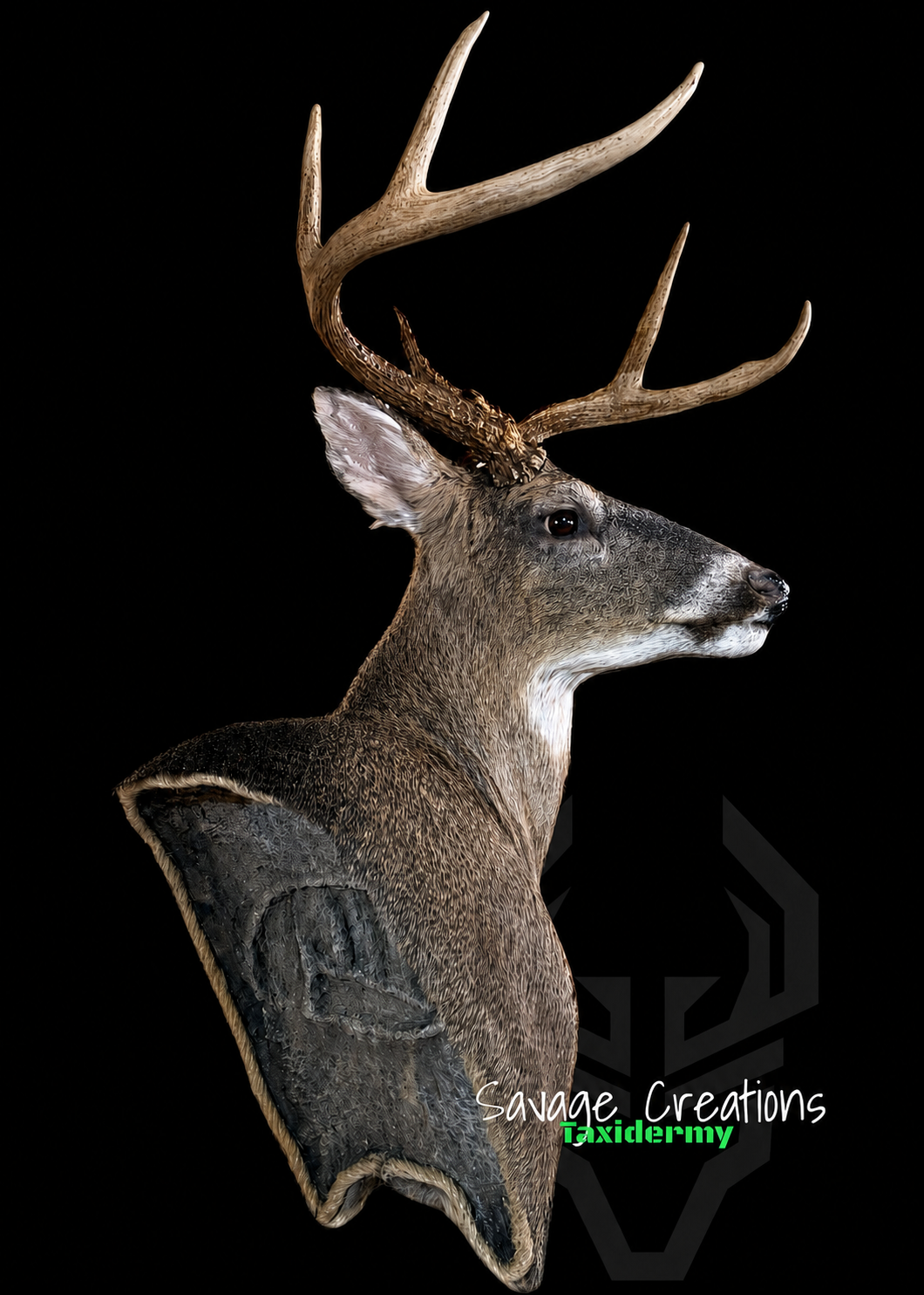 Taxidermied mule deer head with large antlers, set against a black background.