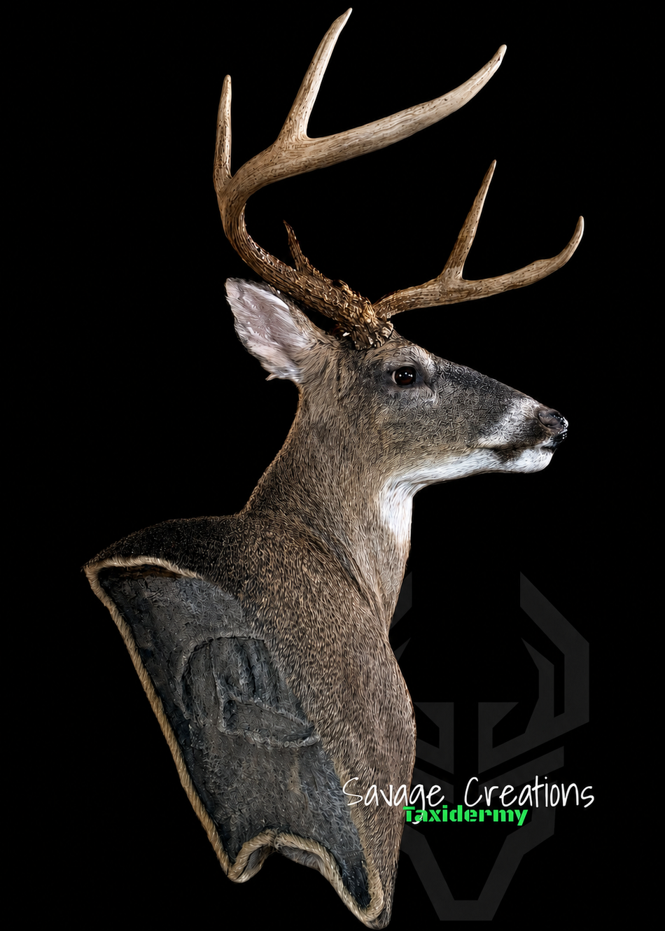 Taxidermied buck head with large antlers, mounted on a plaque, against a black background.