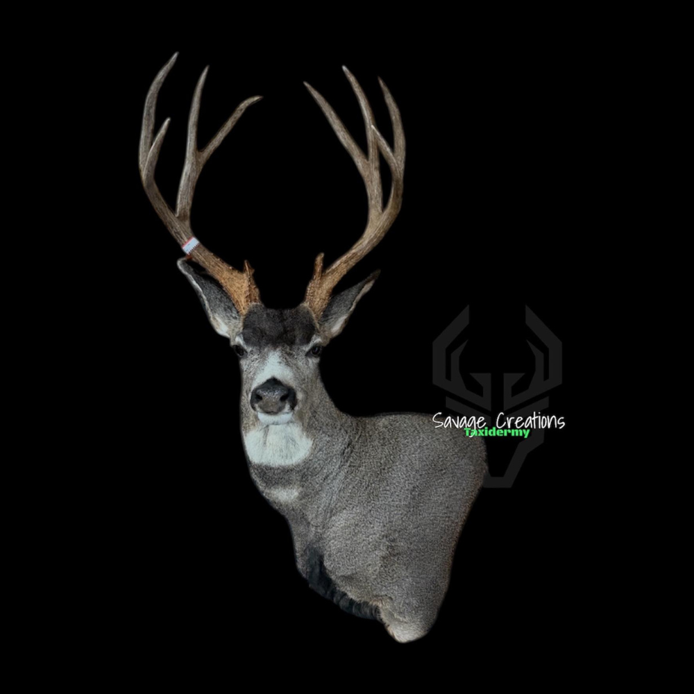 Taxidermied mule deer head with large antlers, set against a black background.