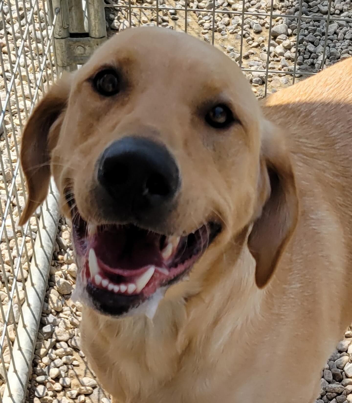 A close up of a dog with its mouth open
