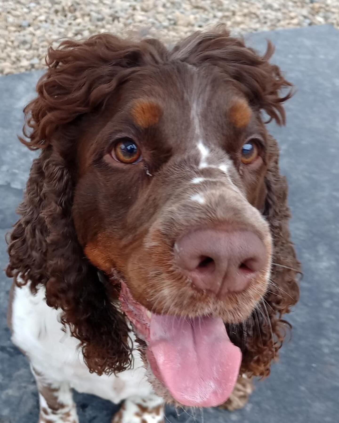 A close up of a brown and white dog with its tongue out