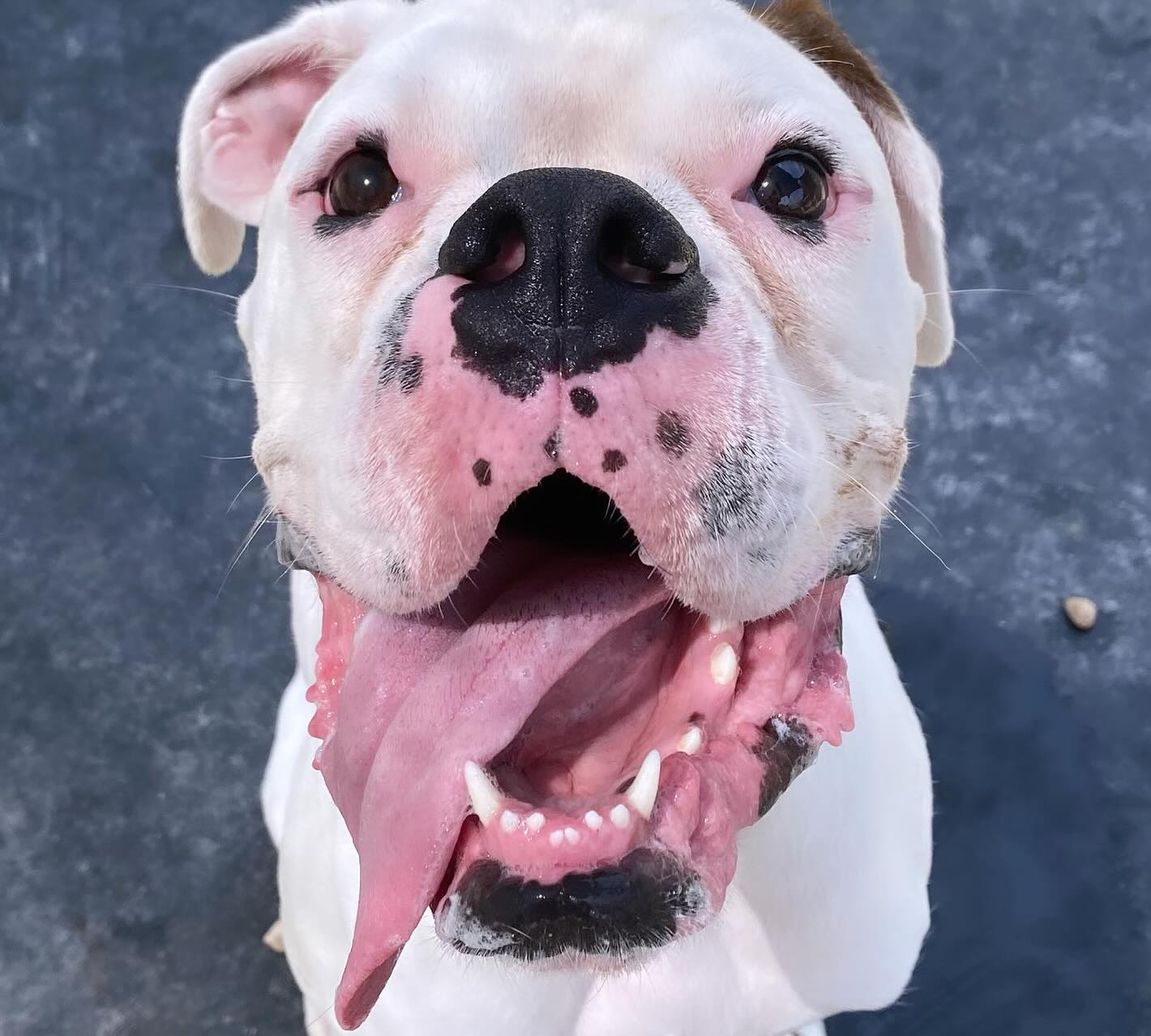 A close up of a dog with a red tongue sticking out