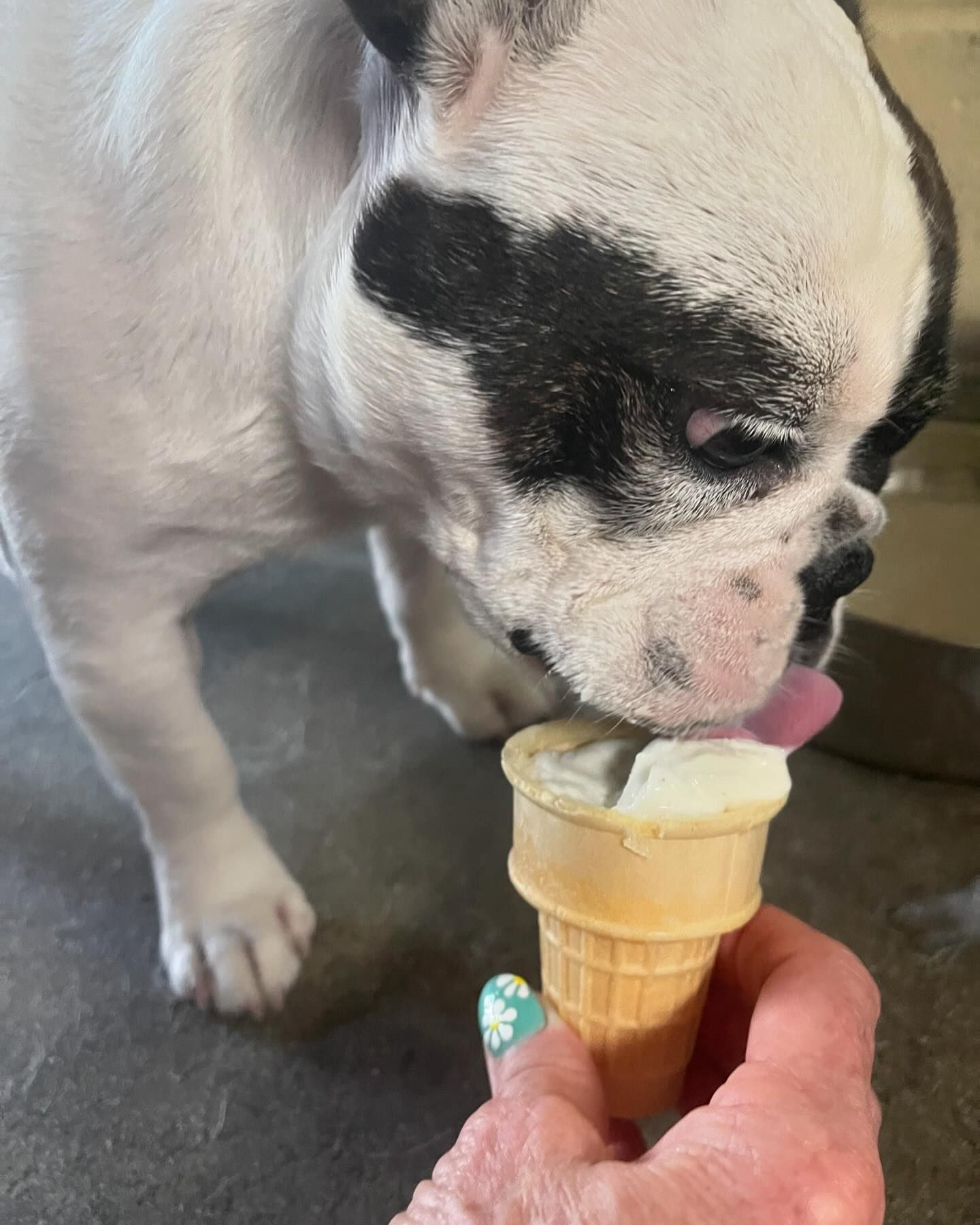 A black and white dog is holding a bone in its mouth in a pet store.