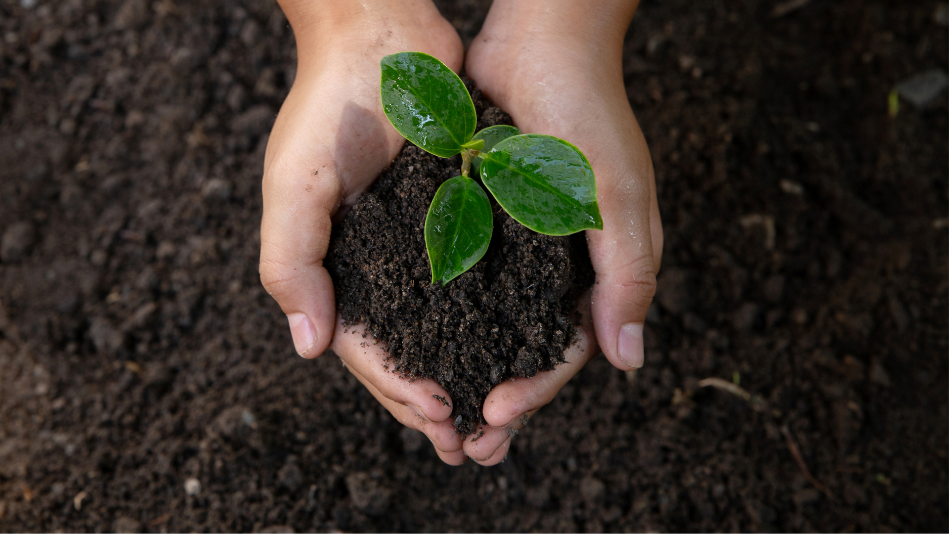 Close-up of hands nurturing a tiny plant in fresh soil.