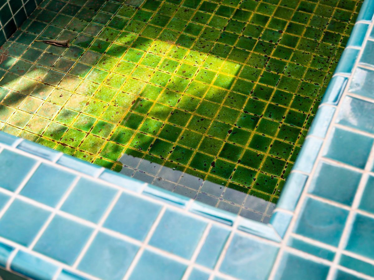 an appearance of pool algae covering the entire swimming pool