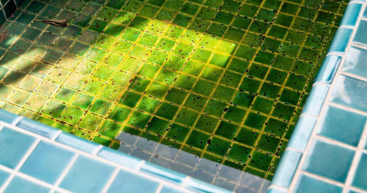 Our Guide to Maintaining Algae-Free Hardscape Surfaces