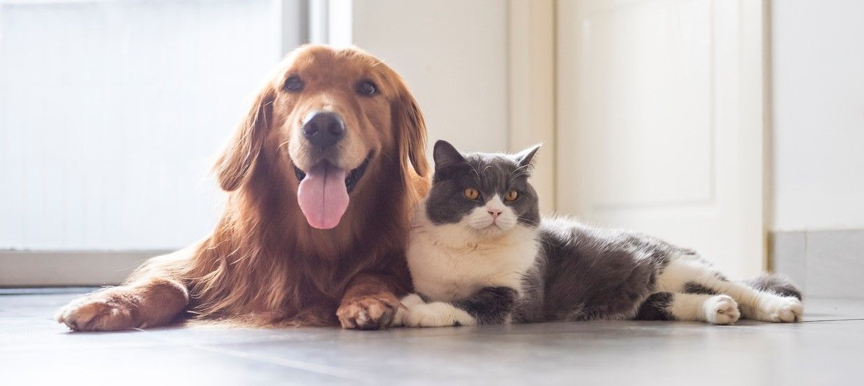 two dogs