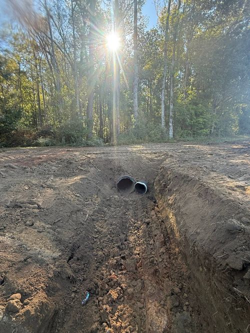 A black cat sits on a dirt trail in a sunlit wooded area.