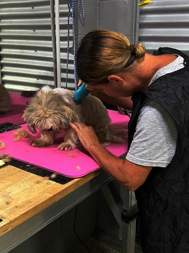 Dog Grooming in Townsville HoundDog Hairdressing