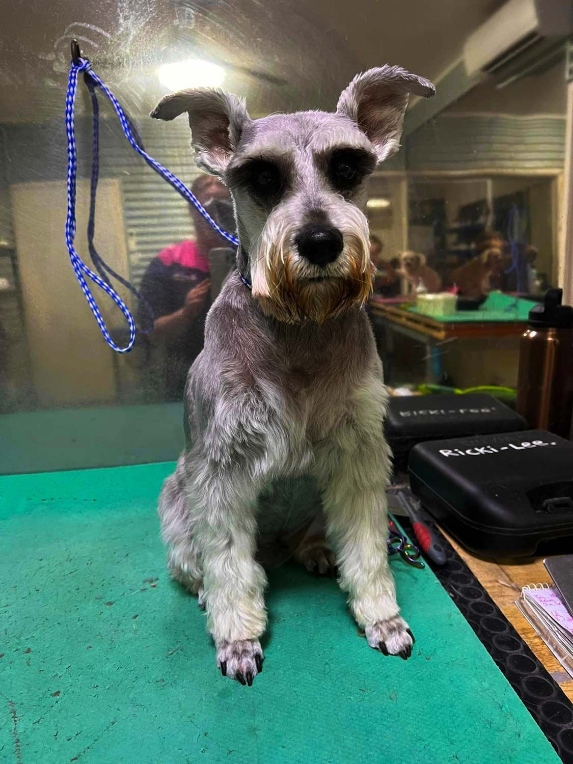 Dog Grooming Course in Townsville HoundDog Hairdressing